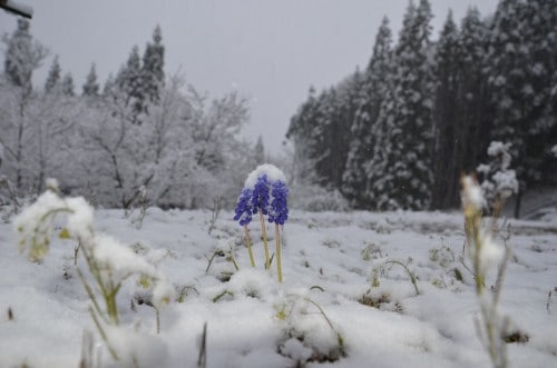 beautiful winter in Nagano