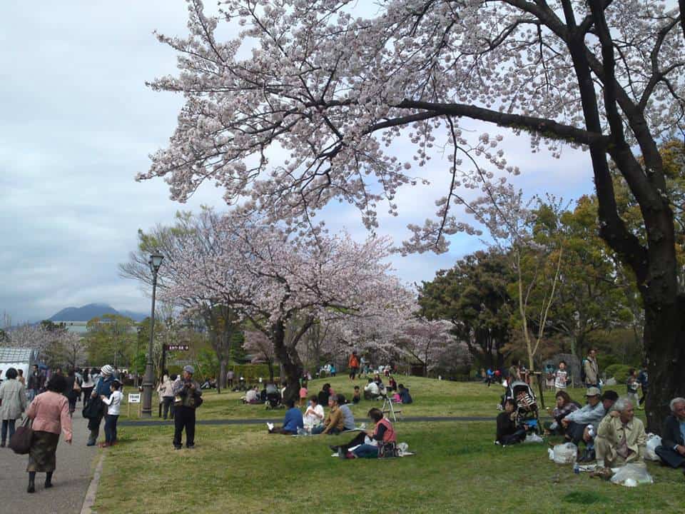 cherry,blossom,flowers,bloom,shizuoka,japan,sunpu,castle,sumpu
