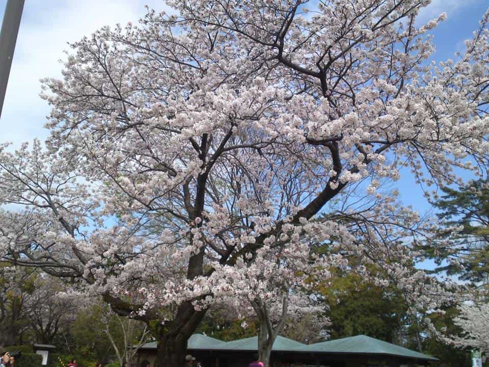 cherry,blossom,flowers,bloom,shizuoka,japan,sunpu,castle,sumpu