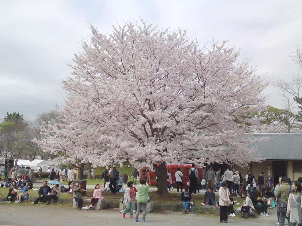 cherry,blossom,flowers,bloom,shizuoka,japan,sunpu,castle,sumpu