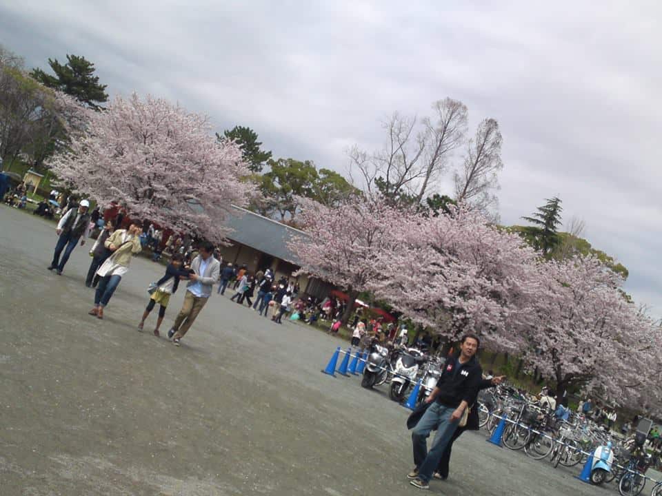 cherry,blossom,flowers,bloom,shizuoka,japan,sunpu,castle,sumpu
