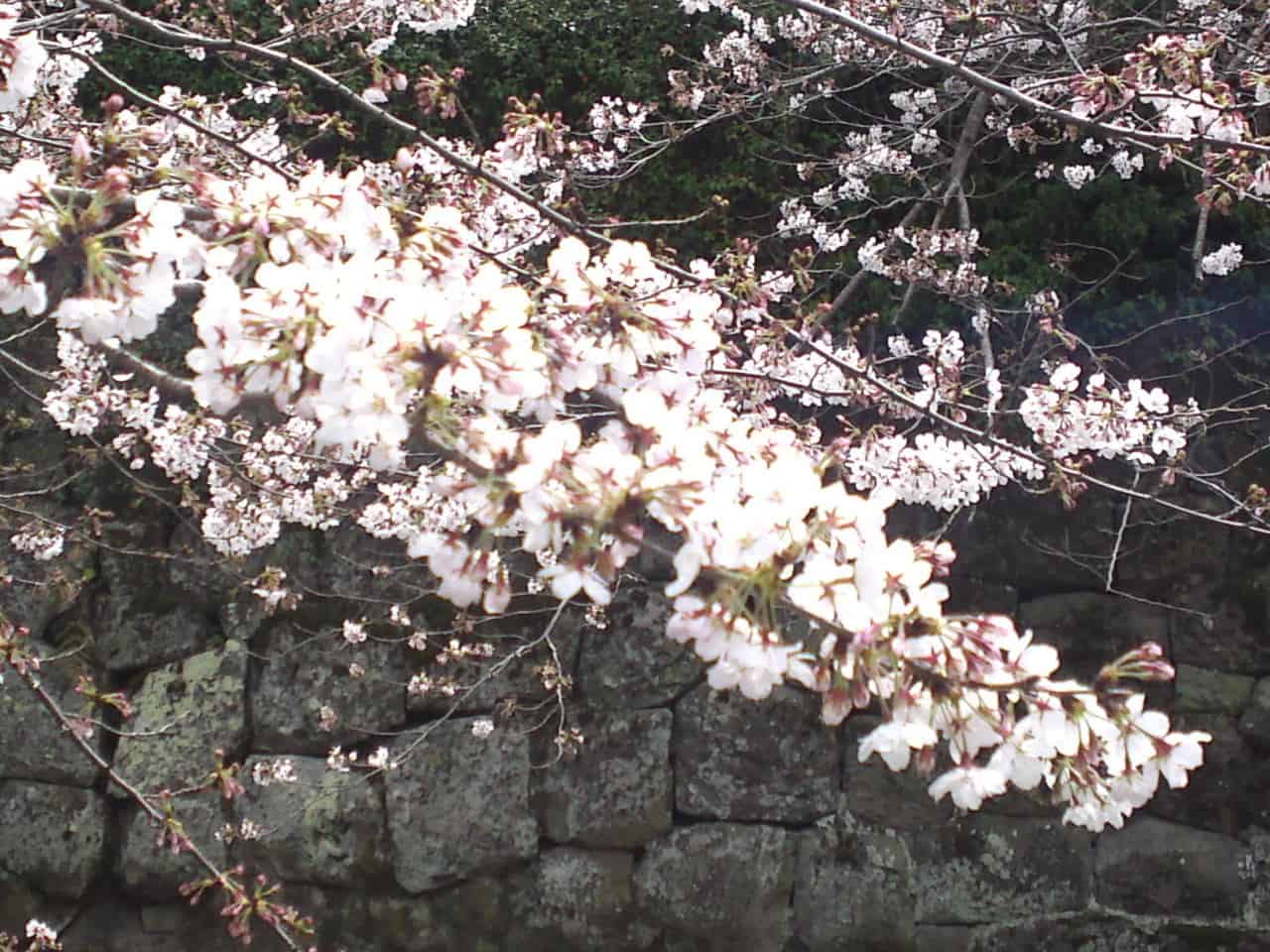 cherry,blossom,flowers,bloom,shizuoka,japan,sunpu,castle,sumpu