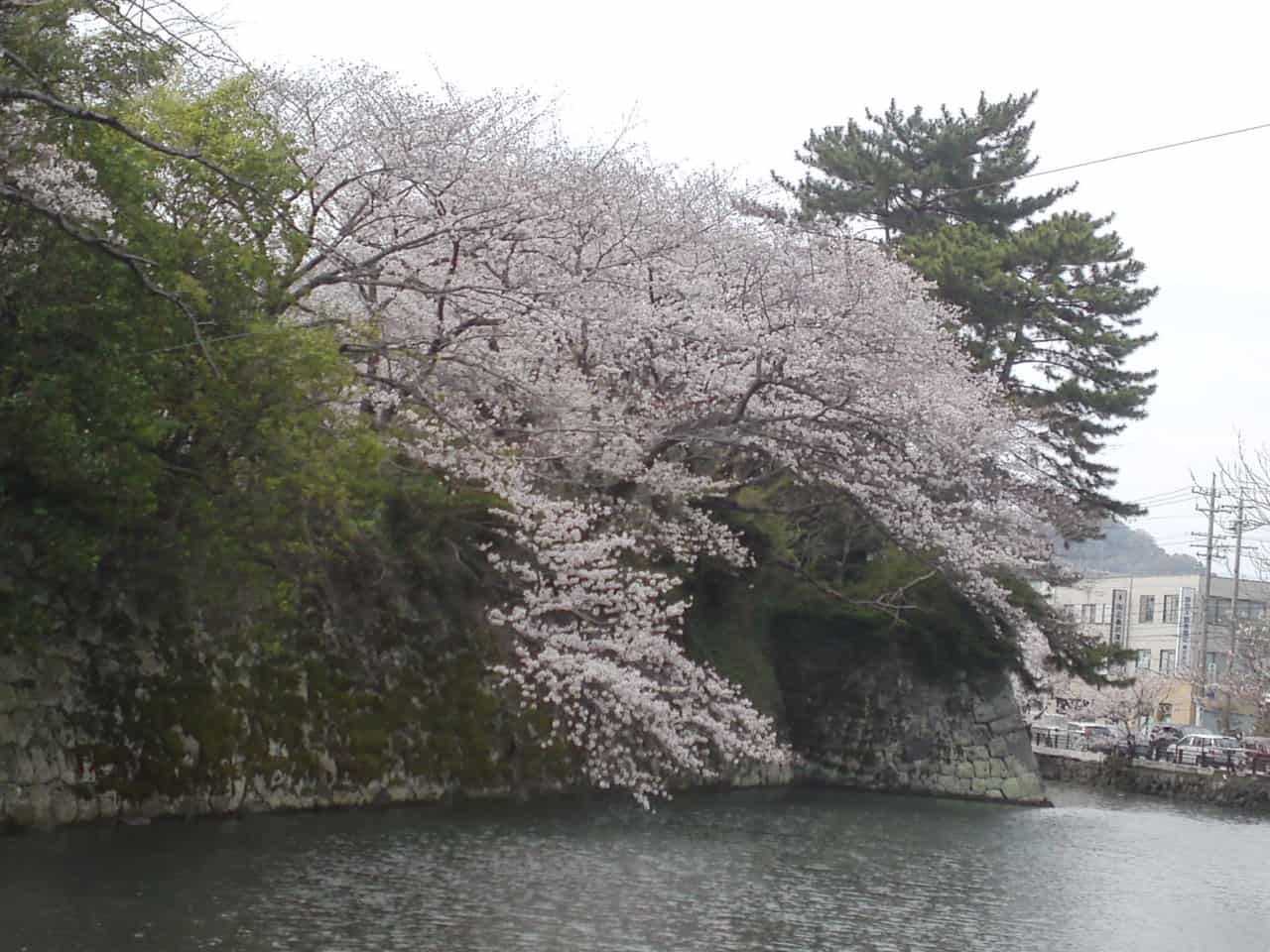 cherry,blossom,flowers,bloom,shizuoka,japan,sunpu,castle,sumpu