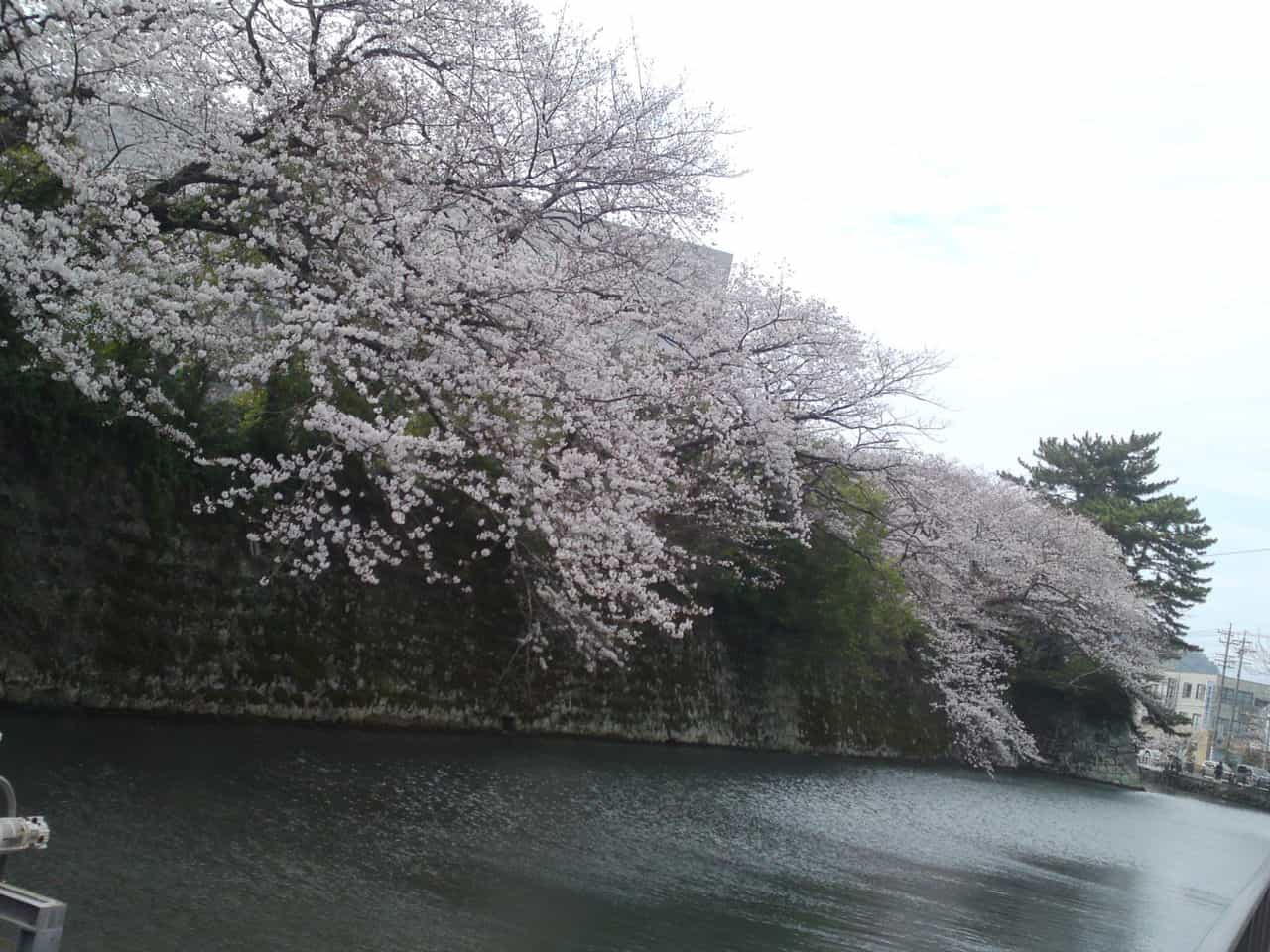 cherry,blossom,flowers,bloom,shizuoka,japan,sunpu,castle,sumpu