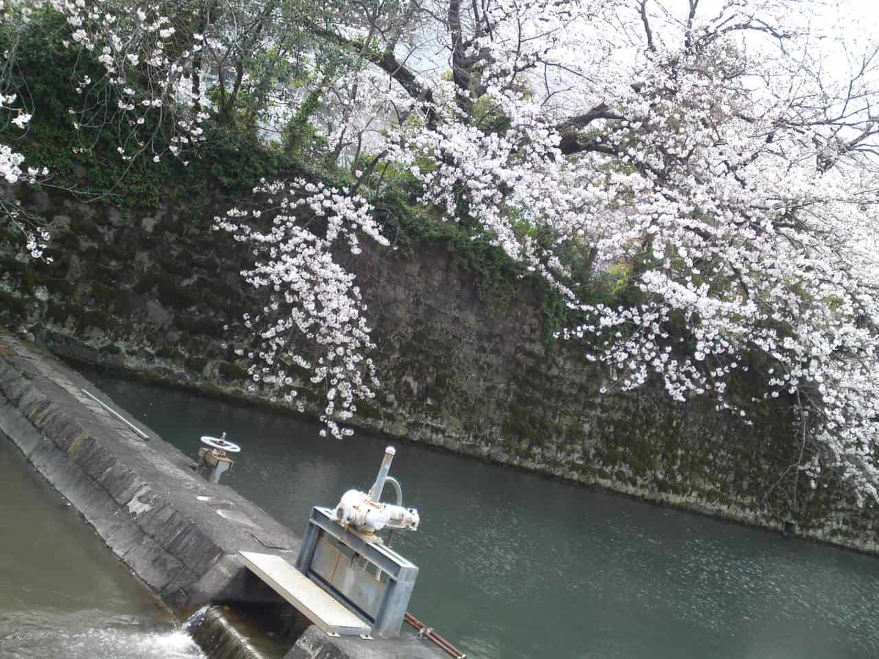 cherry,blossom,flowers,bloom,shizuoka,japan,sunpu,castle,sumpu