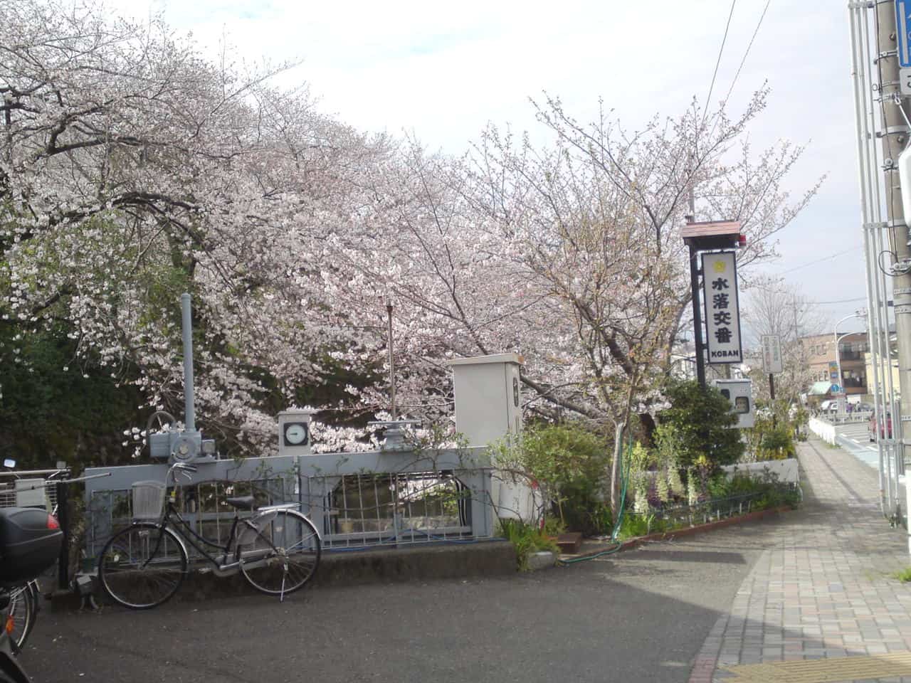 cherry,blossom,flowers,bloom,shizuoka,japan,sunpu,castle,sumpu