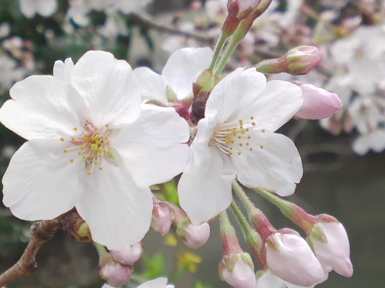 cherry,blossom,flowers,bloom,shizuoka,japan,sunpu,castle,sumpu