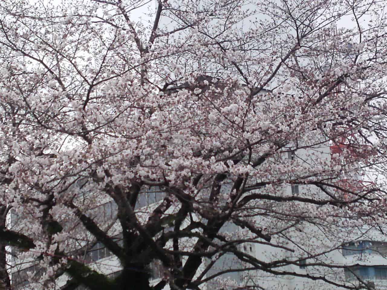 cherry,blossom,flowers,bloom,shizuoka,japan