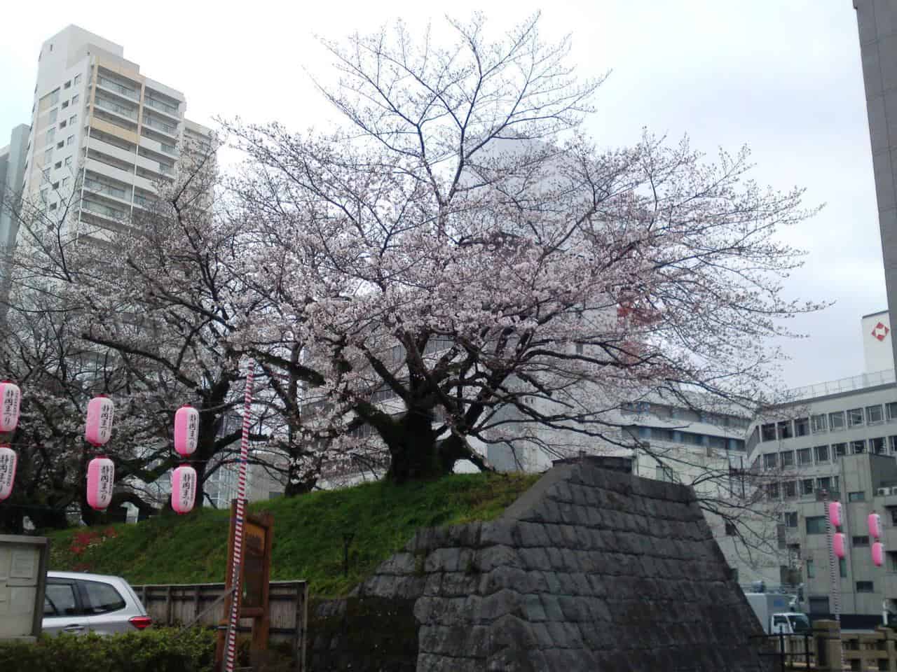 cherry,blossom,flowers,bloom,shizuoka,japan