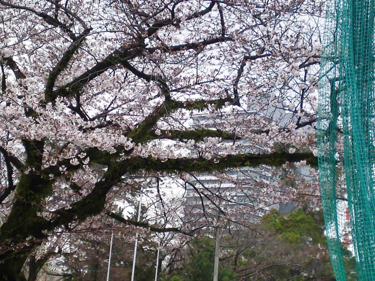 cherry,blossom,flowers,bloom,shizuoka,japan