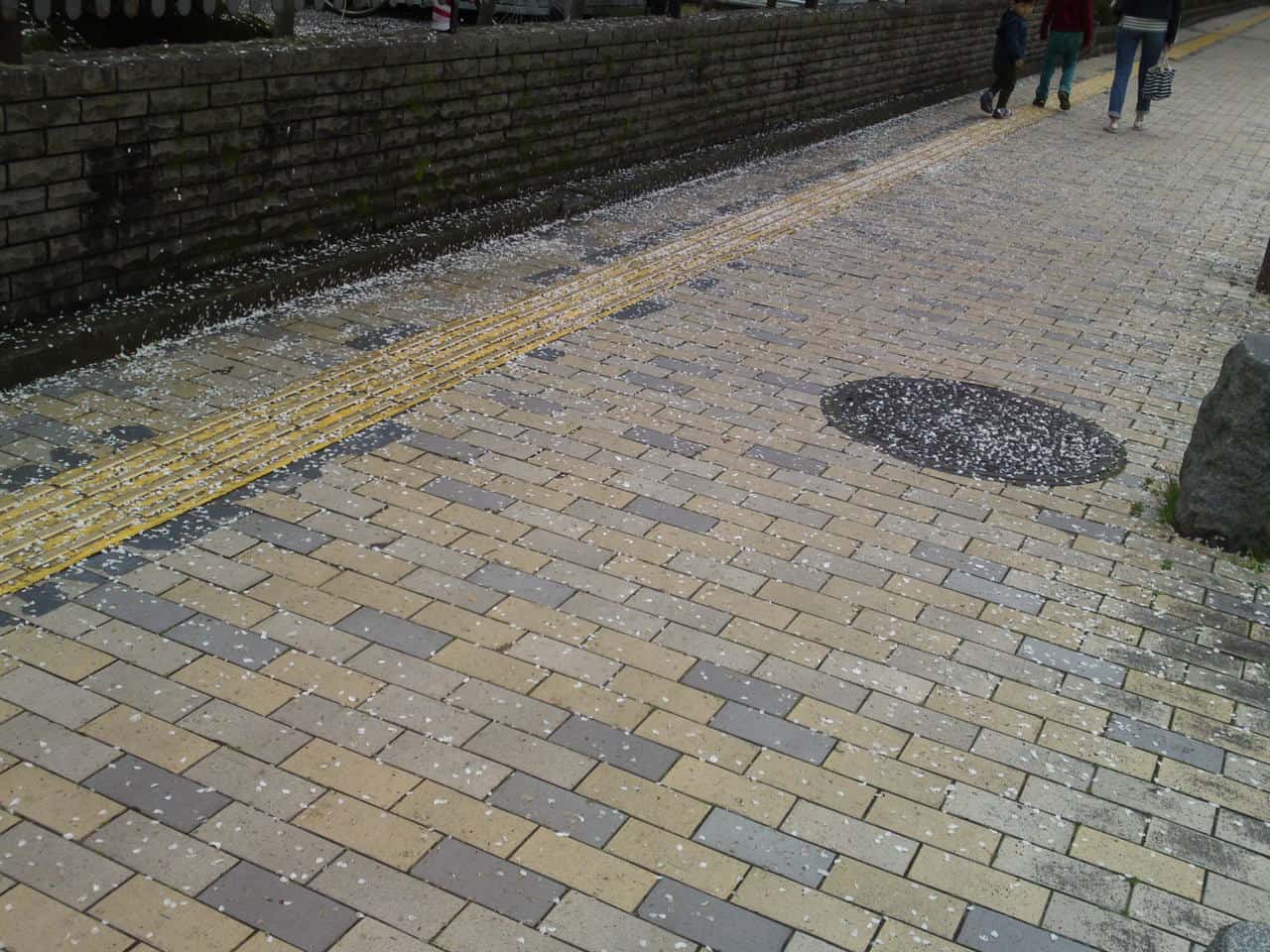 cherry,blossom,flowers,bloom,shizuoka,japan