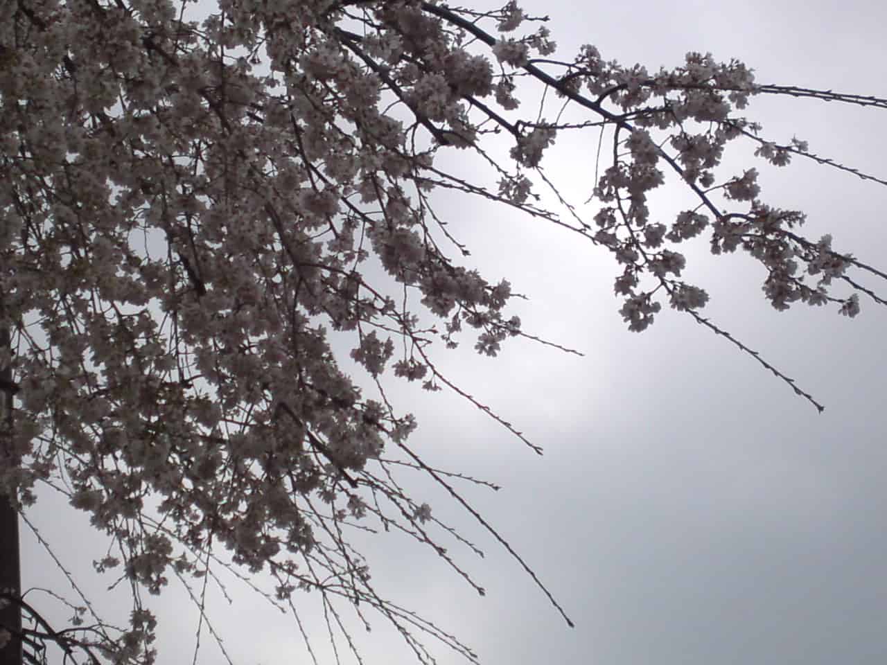 cherry,blossom,flowers,bloom,shizuoka,japan