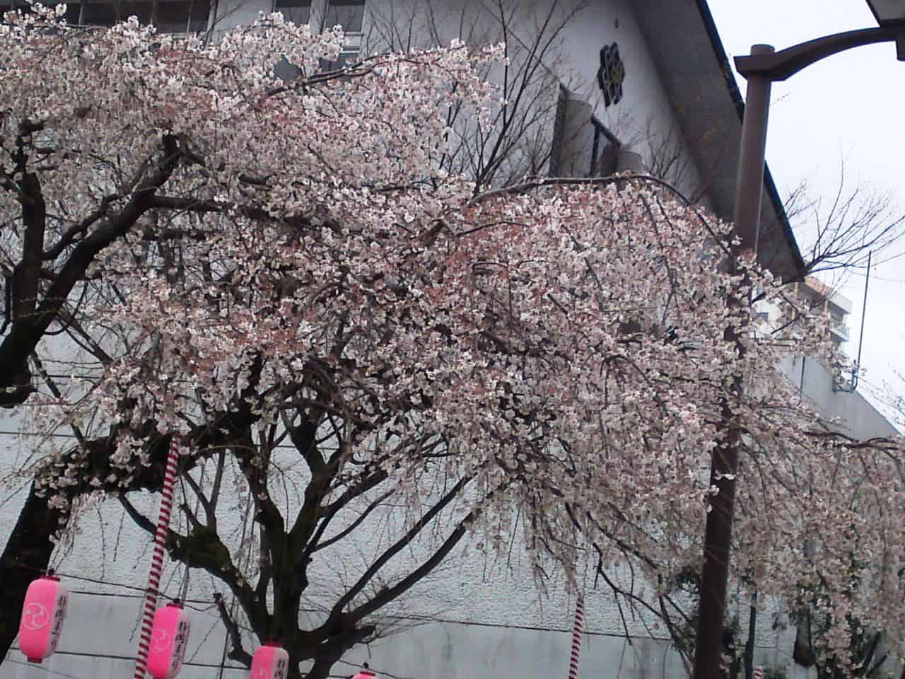 cherry,blossom,flowers,bloom,shizuoka,japan