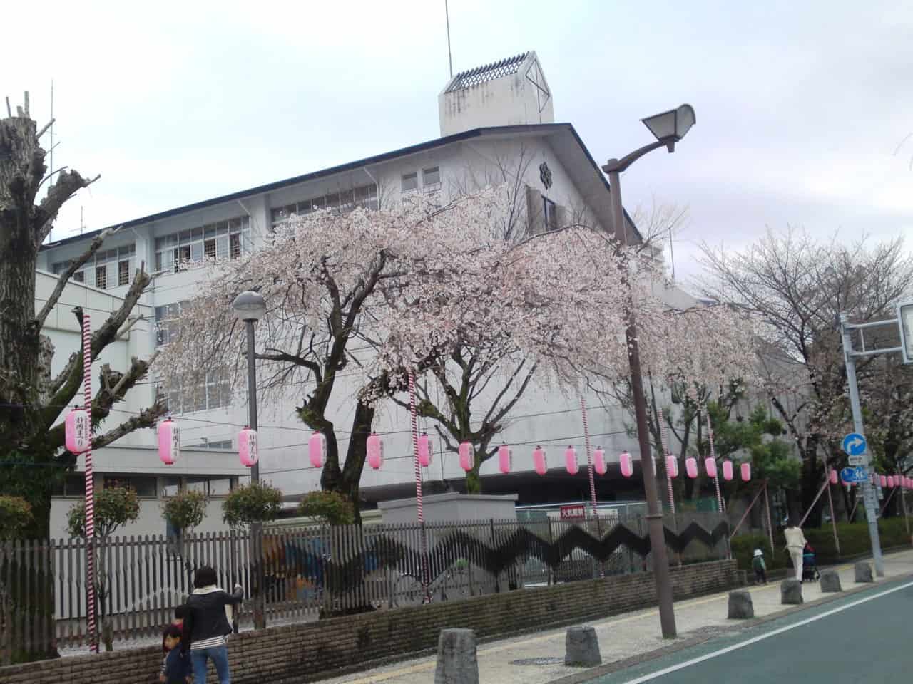 cherry,blossom,flowers,bloom,shizuoka,japan