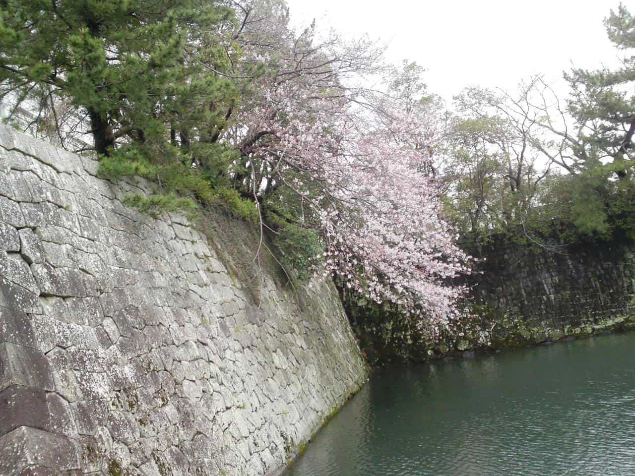 cherry,blossom,flowers,bloom,shizuoka,japan