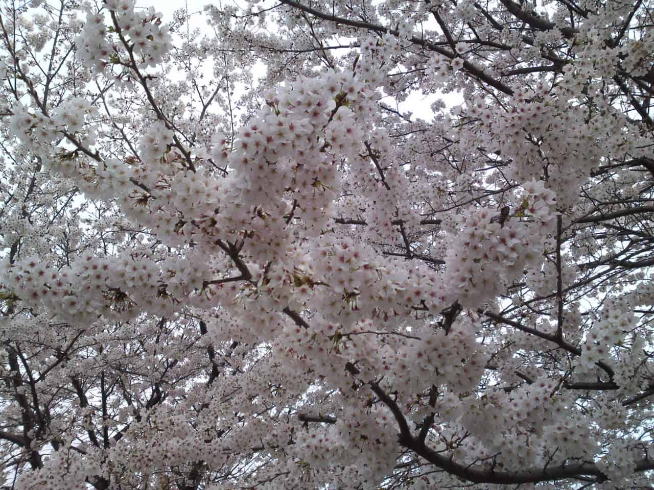 cherry,blossom,flowers,bloom,shizuoka,japan