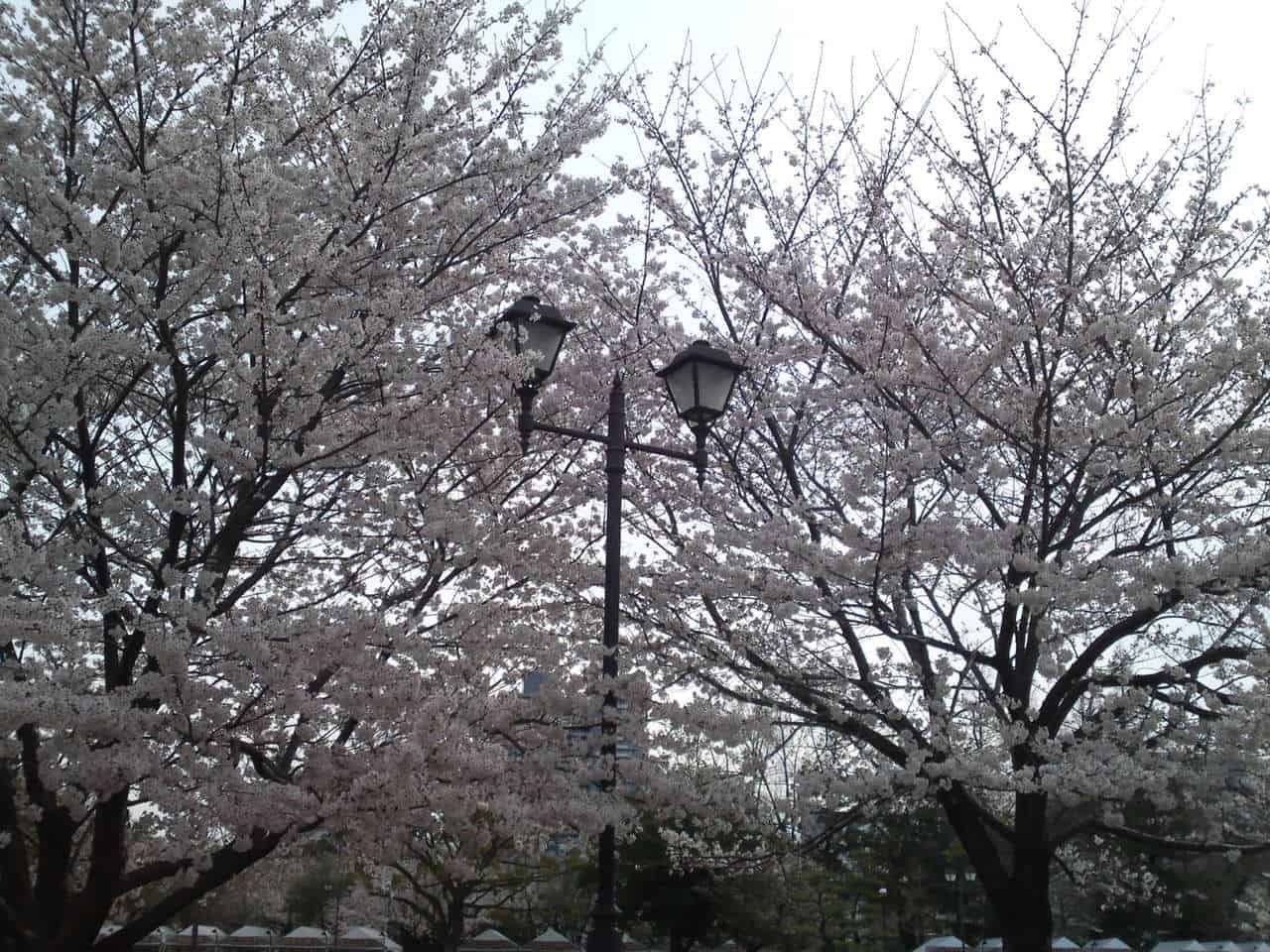 cherry,blossom,flowers,bloom,shizuoka,japan