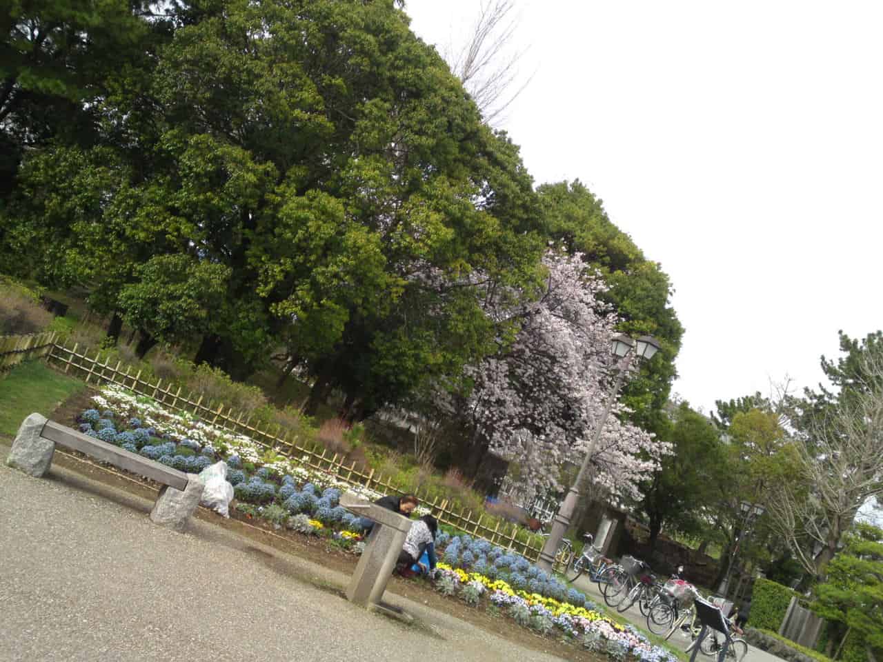 cherry,blossom,flowers,bloom,shizuoka,japan