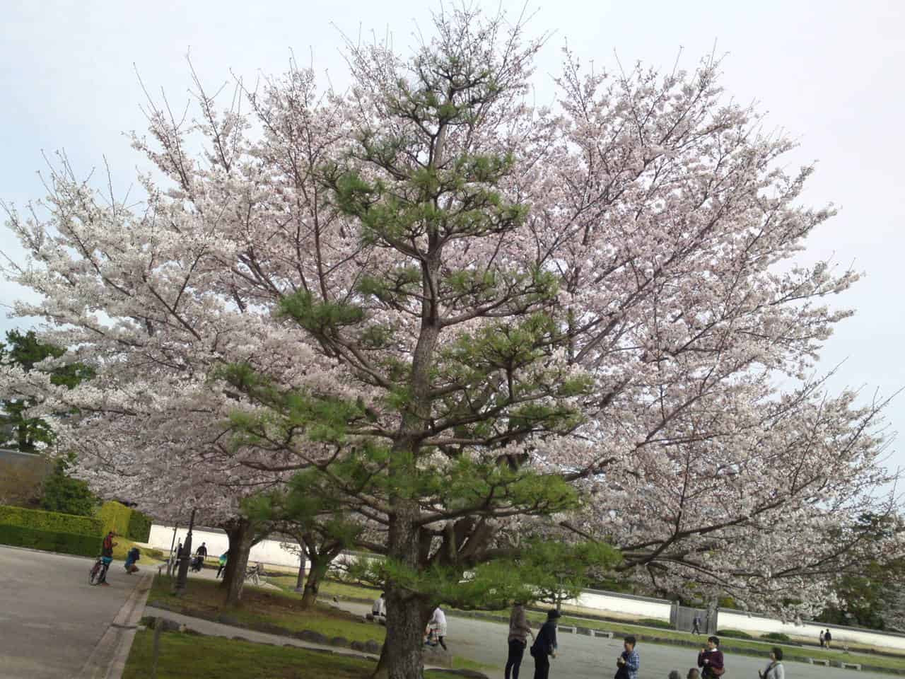 cherry,blossom,flowers,bloom,shizuoka,japan