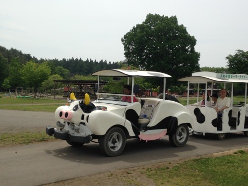 Koiwai Farm: Experience Unique Hands-on Learning at this Local Dairy Farm