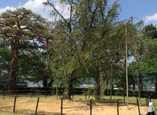 The park outside Maruoka castle, Fukui