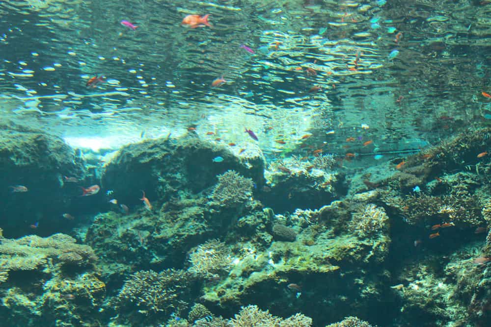 Maeda Cape – exploring clear waters of the ocean