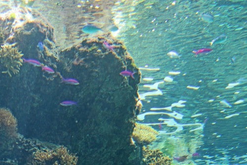 Underwater in Maeda cape!