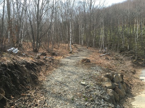 Norikura forest in Nagano
