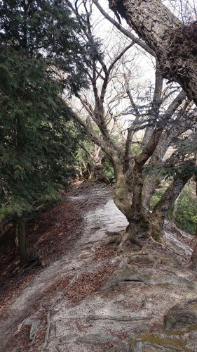 Mt. Hiei Hiking Trail Kyoto Prefecture Shiga Nature Lake Biwa View Enryaku-ji Temple 