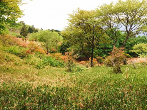 Mt. Hiei Hiking Trail Kyoto Prefecture Shiga Nature Lake Biwa View Enryaku-ji Temple 