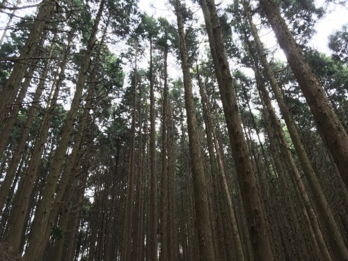 Mt. Hiei Hiking Trail Kyoto Prefecture Shiga Nature Lake Biwa View Enryaku-ji Temple 