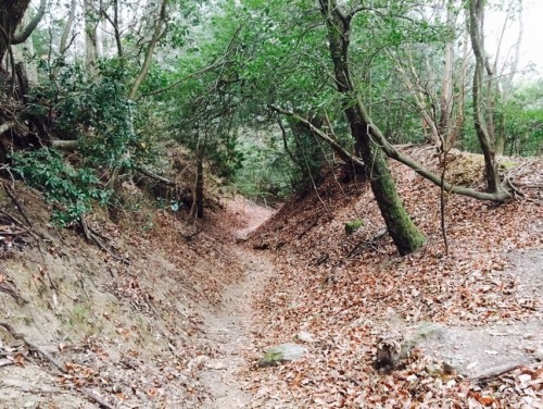 Mt. Hiei Hiking Trail Kyoto Prefecture Shiga Nature Lake Biwa View Enryaku-ji Temple 