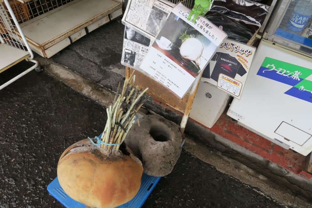 Discover Sakurajima Island by Long Island Bus Tour