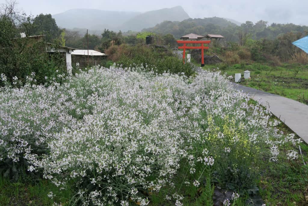 Discover Sakurajima Island by Long Island Bus Tour