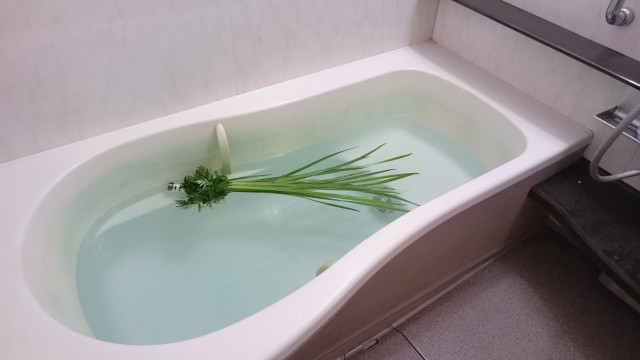 shoubu represent Kodomo no Hi