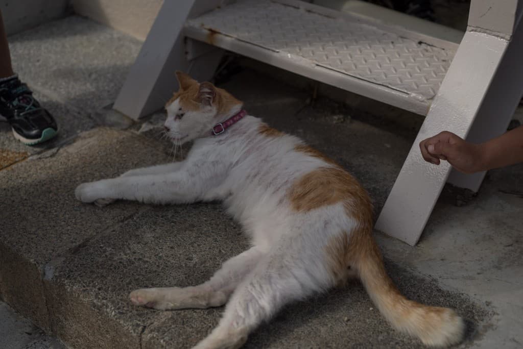 Enoshima's Chigogafuchi: Enjoy the beautiful coast