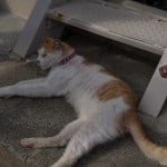 Enoshima's Chigogafuchi: Enjoy the beautiful coast