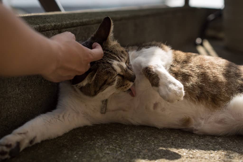 Enoshima's Chigogafuchi: Enjoy the beautiful coast