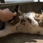 Enoshima's Chigogafuchi: Enjoy the beautiful coast