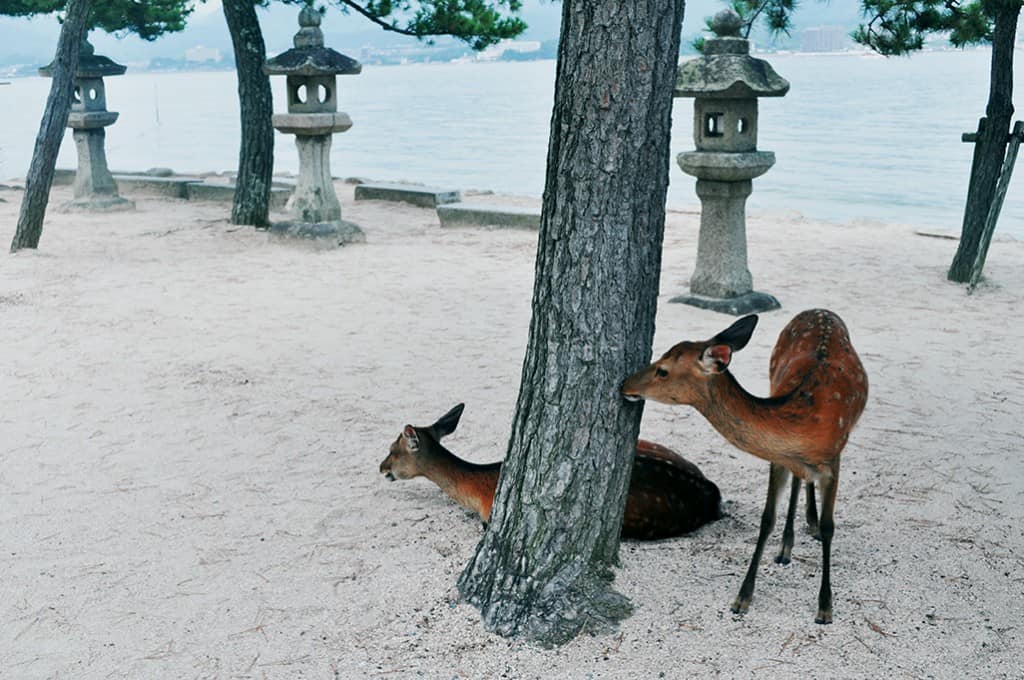 Explore the local food, culture and deer in Miyajima