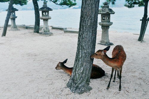Explore the local food, culture and deer in Miyajima
