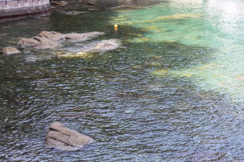Emerald Kelp in the Sea, Jodogahama, Iwate prefecture