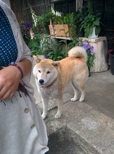 Shiba inu! 