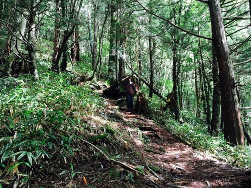 The trail, surrounded by trees!