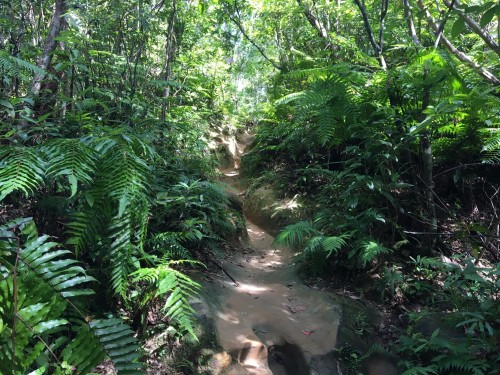 Iriomote Island jungle hikes