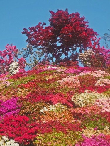 Nagasaki Azalea Festival in Matsumoto Park