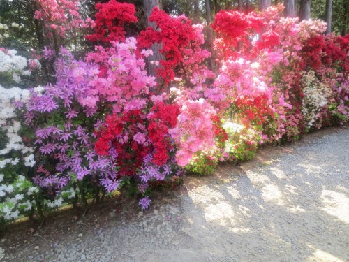Nagasaki Azalea Festival in Matsumoto Park