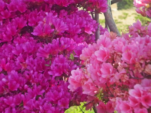 The Azalea is a flower that has a long history in Japan.