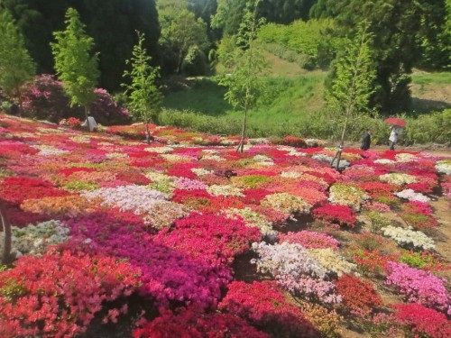 Nagasaki Azalea Festival in Matsumoto Park