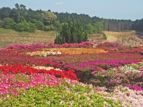 Nagasaki Azalea Festival in Matsumoto Park